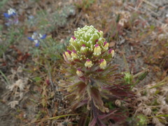 Castilleja exserta latifolia