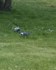 Columba livia domestica
