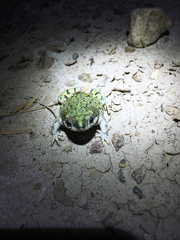 Anaxyrus debilis