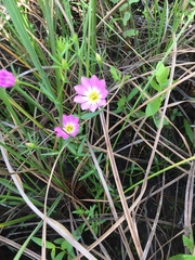Sabatia dodecandra foliosa