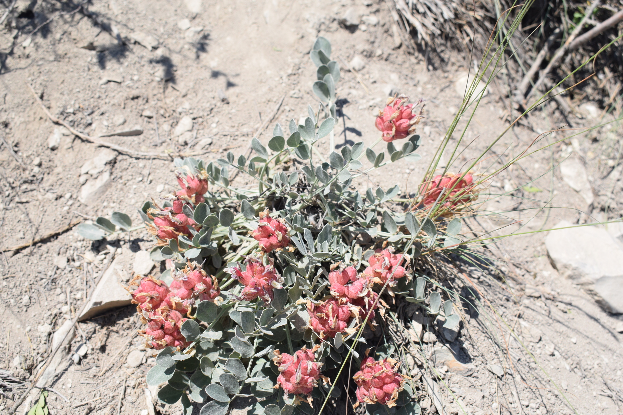 Astragalus calycinus