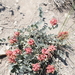 Astragalus calycinus - Photo (c) ramazan_murtazaliev, algunos derechos reservados (CC BY-NC), subido por ramazan_murtazaliev