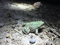 Anaxyrus debilis