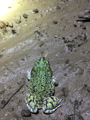 Anaxyrus debilis