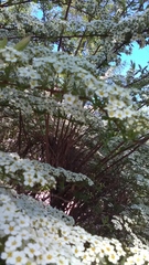 Spiraea cinerea