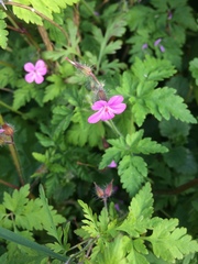Geranium robertianum