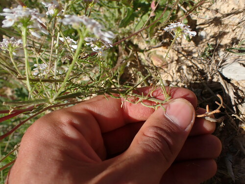 Image of Iberis pinnata by (c) Franck Cabot, some rights reserved (CC BY)