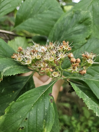 Image of Crataegus calpodendron by (c) Chris Poling, some rights reserved (CC BY)