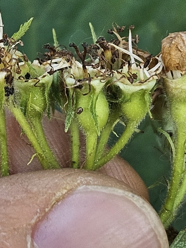 Image of Crataegus calpodendron by (c) Chris Poling, some rights reserved (CC BY)