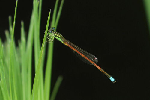 Ischnura observed 2024-05-25