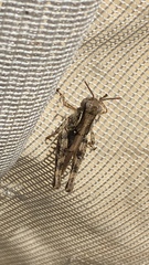 Melanoplus punctulatus