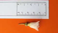 Bonamia agrostopolis