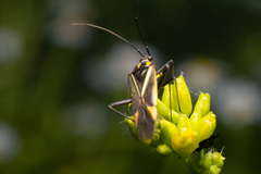 Hadrodemus