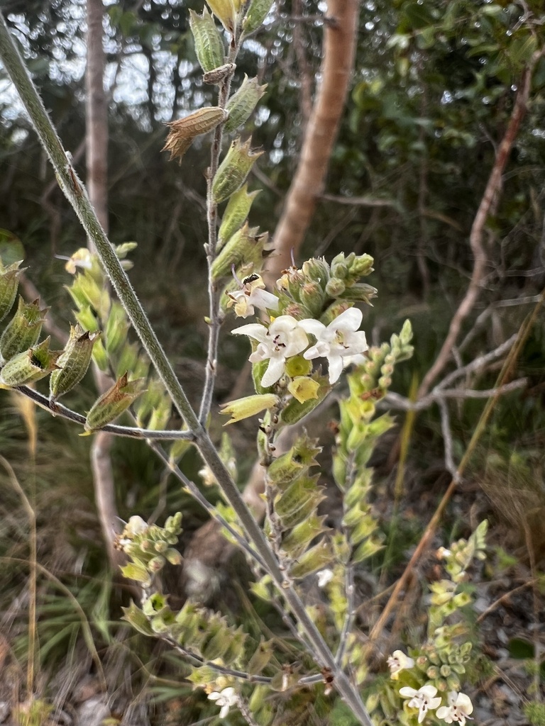 Hypenia irregularis