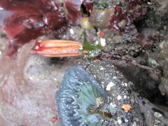 Styela montereyensis