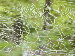 Ruppiaceae