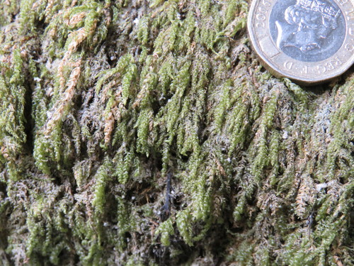 Derbyshire Feather Moss (Thamnobryum angustifolium)