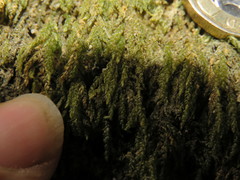 Thamnobryum angustifolium