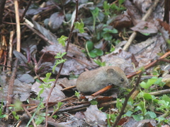Myodes gapperi image