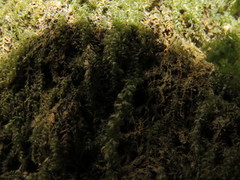 Thamnobryum angustifolium
