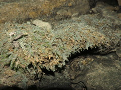 Thamnobryum angustifolium