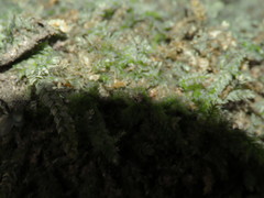 Thamnobryum angustifolium