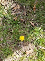 Taraxacum officinale