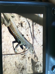 Aspidoscelis marmoratus