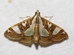 Glyphodes pyloalis