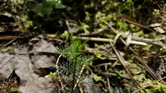 Proserpinaca pectinata