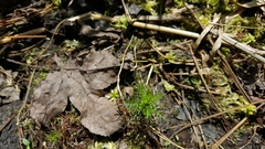 Proserpinaca pectinata