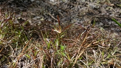 Proserpinaca pectinata