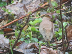 Myodes gapperi image