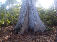 Sterculia apetala