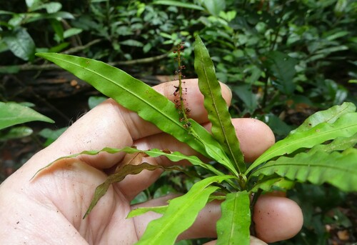 Triphyophyllum peltatum