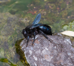 Xylocopa californica arizonensis