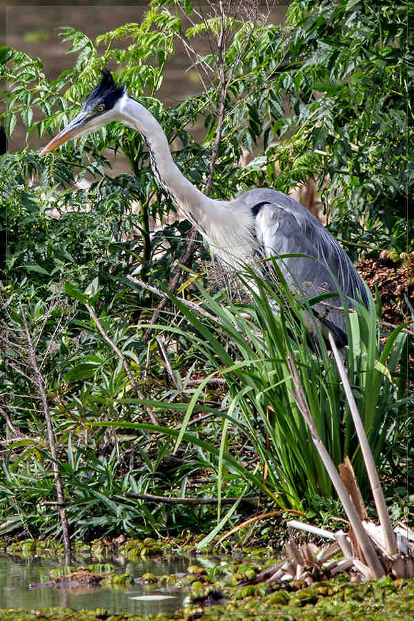 Cocoi Heron illustration