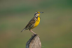 Eastern Meadowlark photo 1