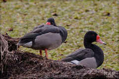 Rosy-Billed Pochard photo 4