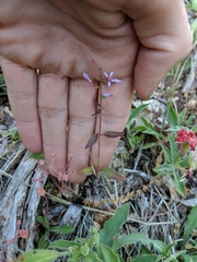 Clarkia heterandra
