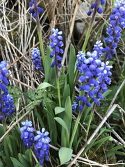 Muscari armeniacum