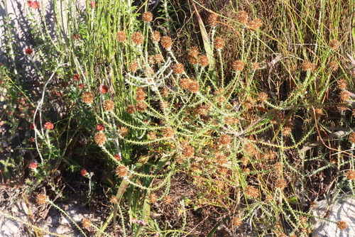 Image of Seriphium incanum by (c) Tony Rebelo, some rights reserved (CC BY-SA)