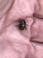 Chrysolina auripennis