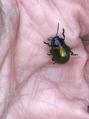 Chrysolina auripennis