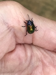 Chrysolina auripennis