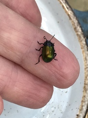Chrysolina auripennis