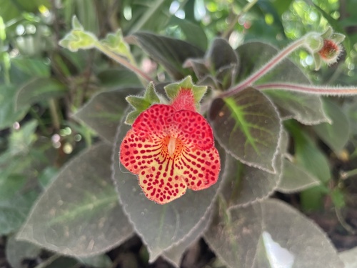 Foto de Gloxínia