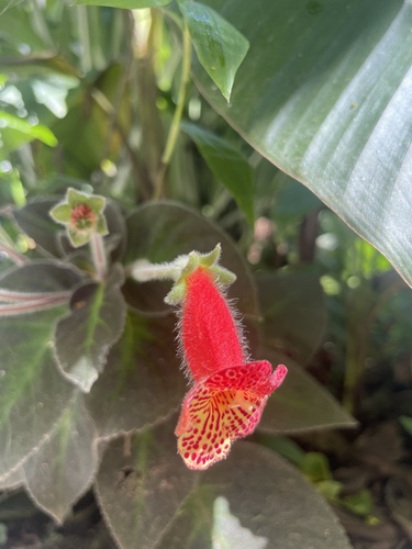 Foto de Gloxínia