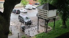 Columba livia domestica