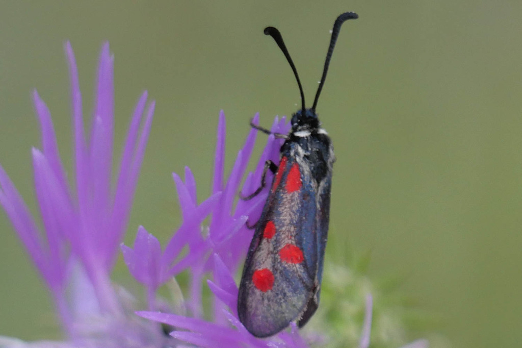 Zygaena corsica